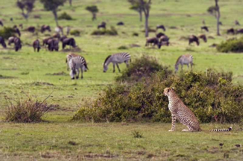 African safari